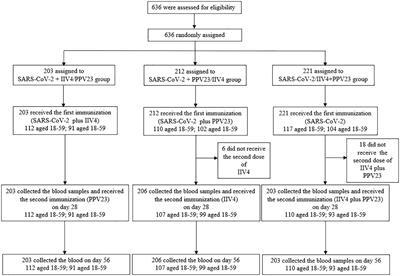 Immunogenicity and safety of different combinations involving a third booster dose of SARS-CoV-2 inactivated vaccine, inactivated quadrivalent influenza vaccine, and 23-valent pneumococcal polysaccharide vaccine in adults aged ≥60 years: a phase 4, randomized, open-label study